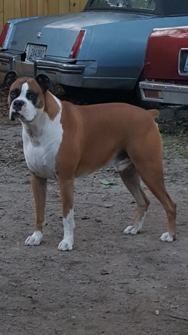 Boxer Breeder 25815