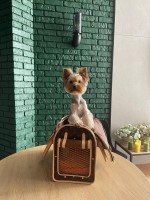 Bruce Marling - Yorkshire Terrier Stud