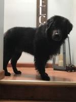 christin O'kane - Newfoundland Dog Stud