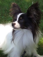 Papillon thumbnail