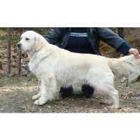 Guy Yates Farms Golden Retriever breeder