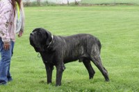 Melissa Smith - Mastiff Stud