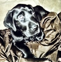 Chad Campbell - Labrador Retriever Stud