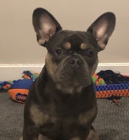 Frenchie AKC Stud Services Available