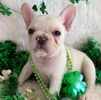 Tinybear Bulldogs French and English French Bulldog breeder