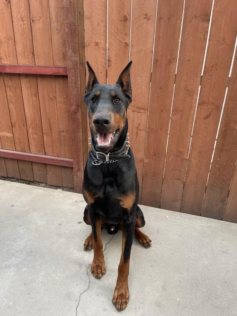 Doberman Pinscher Stud 29817