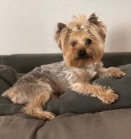 Kathy L - Yorkshire Terrier Stud