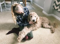 Kali Leenstra - Poodle Standard Stud