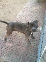 Fabian Sandoval - American Pit Bull Terrier Stud