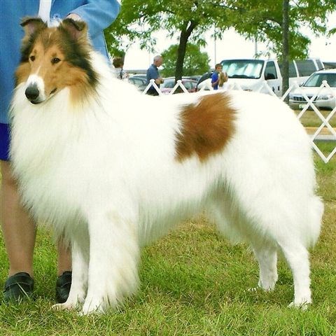 Collie Breeder 13044