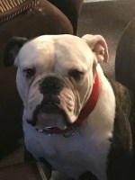 Nathaniel - American Bulldog Stud