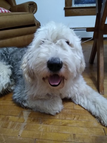 Wisconsin Old English Sheepdogs