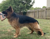 Tatiana - German Shepherd Dog Stud