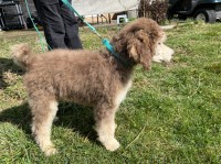 Poodle Standard thumbnail