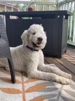 J dean - Goldendoodle Stud