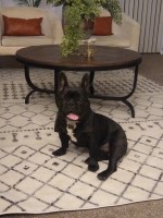 Davison Clark - French Bulldog Stud