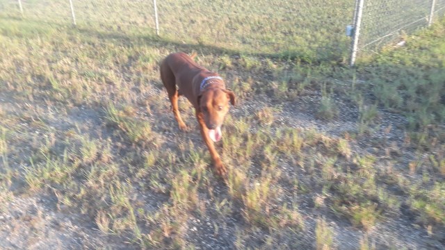 Rhodesian Ridgeback Stud 27947