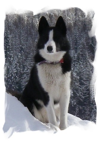 Aspen Valley Bear Dogs