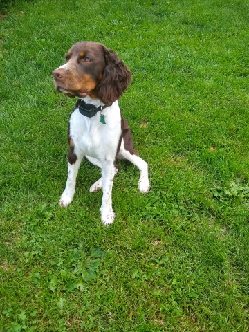 English Springer Spaniel Stud 28176