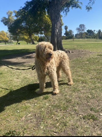 Goldendoodle Stud 29992