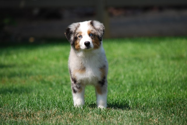 Miniature Australian Shepherd Breeder 31347