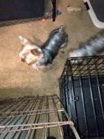 Whitney Shugart - Yorkshire Terrier Stud