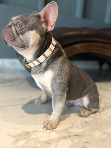 French Bulldog Stud 30672