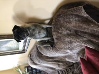 John Kliestik - Pug Stud