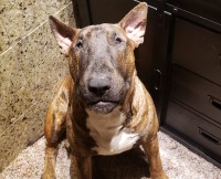 Bull Terrier thumbnail