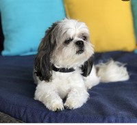 Janet Garcia - Shih Tzu Stud