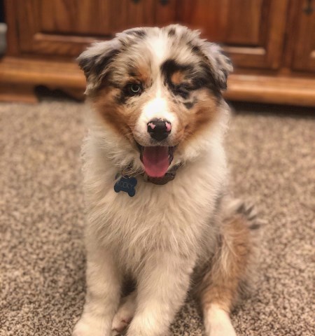 Australian Shepherd Dog Stud 27047