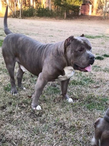 Bionic Kennels, American Pit Bull Terrier Stud in Jacksonville, North ...