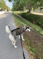 11618 Siberian Husky breeder