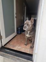 Chandra - Cane Corso Stud