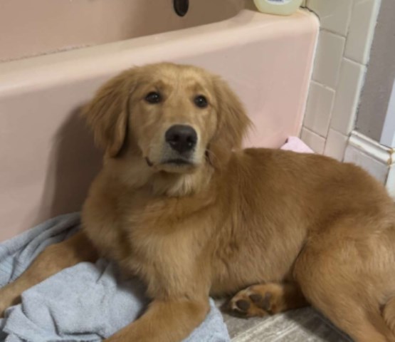 Golden Retriever Breeder 31875