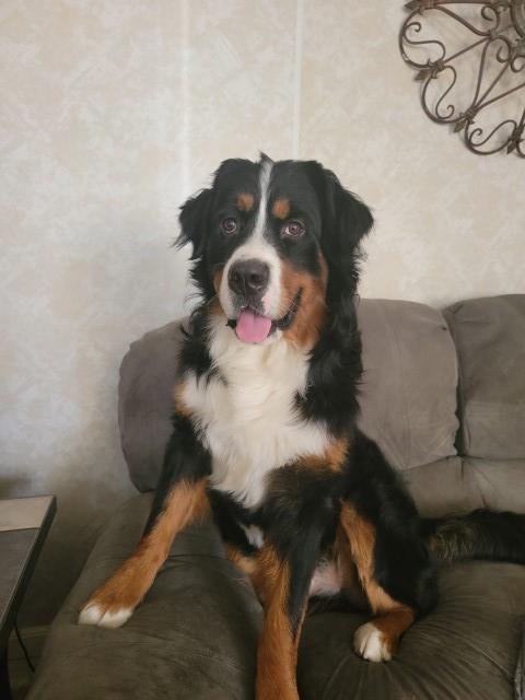 Bernese Mountain Dog Stud 29534