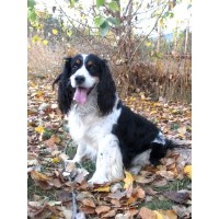 Mountian View Springers English Springer Spaniel breeder