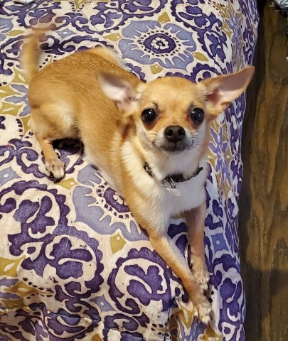 Chihuahua Breeder 29279
