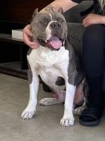 Sincere15 - American Pit Bull Terrier Stud