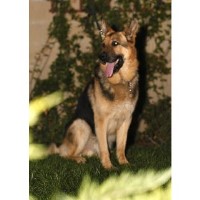 D Dawgs Kennels German Shepherd Dog breeder