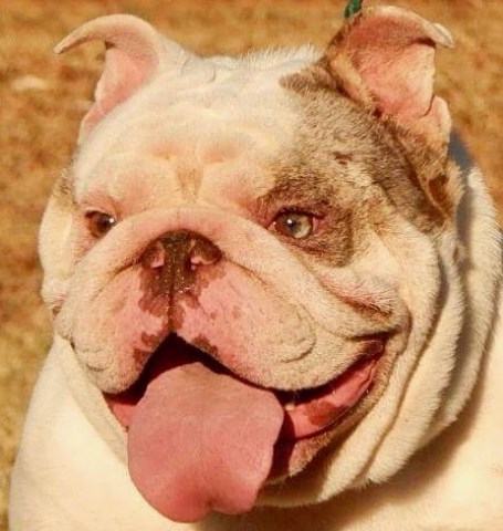 English Bulldog Stud 26707