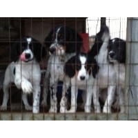 Mountain View English Setters English Setter breeder