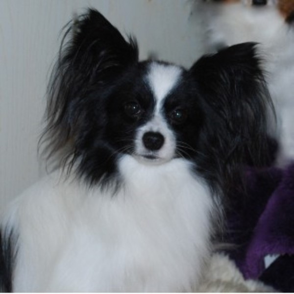 Black Diamond Papillons, Papillon Breeder in Sweet Home