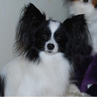 Papillon Breeders in Oregon