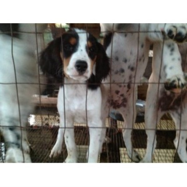 English Setter Breeder 22465