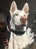 Shirley - Siberian Husky Stud