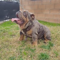 Joe - English Bulldog Stud