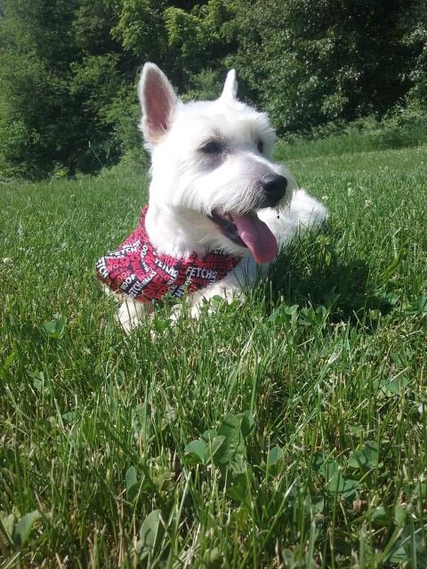 West Highland White Terrier Stud 26231