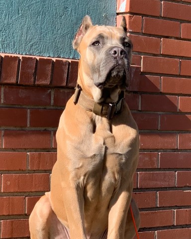 Cane Corso Stud 29060