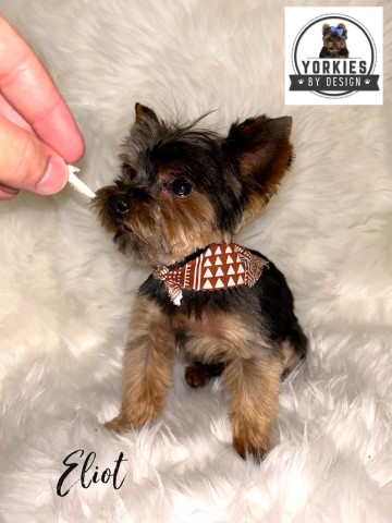 Yorkshire Terrier Breeder 30799